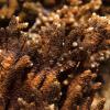Acropora corals Qaru Island, Kuwait (Aris Vidalis, KTCP, June 2011)