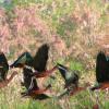 Flock of Glossy Ibis at Schinias-Marathon National Park.