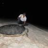 KTCP - Sea-turtles nesting on Kuwait Islands