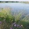 Oroklini:One of the few natural pond habitats with open water in the southeast o