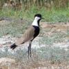 Spur-winged Plover, a rare breeder.