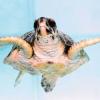 Dubai Turtle Rehabilitation Project 
