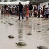 One hundred rehabilitated hawksbill sea turtles released back into the sea make their way to their natural habitat.