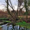 Amvrakikos Wetlands