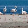 Flamingos in Masirah