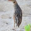 Corn Crake on Qaru Island