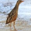 Corn Crake on Qaru Island