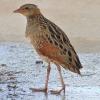 Corn Crake on Qaru Island