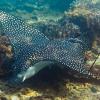 Spotted Eagle Ray  (Aris Vidalis, KTCP, June 2011)