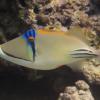 Picasso Triggerfish (Rhinecanthus assasi) Qaru Island, Kuwait (Aris Vidalis, KTC