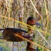 A female Ferruginous Duck at Schinias-Marathon National Park.