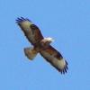 Most of us called this one pictured here a Long-legged Buzzard.