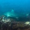 Blacktip Reef Shark (Carcharinus melanopterus) in Qaru (Aris Vidalis, KTCP, June