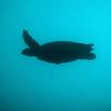 Hawksbill turtle swimming in Umm Al-Maradim waters. Photo: Ali Alhafez/KTCP