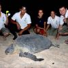 KTCP - Sea-turtles nesting on Kuwait Islands