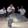 KTCP - Sea-turtles nesting on Kuwait Islands