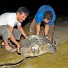 Satellite telemetry on sea turtles in Kuwait