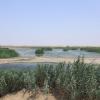 Summer waterbirds on Kuwait Bay