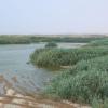 Summer waterbirds on Kuwait Bay