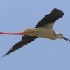 Summer waterbirds on Kuwait Bay