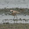 Summer waterbirds on Kuwait Bay