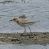 Summer waterbirds on Kuwait Bay