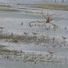 Summer waterbirds on Kuwait Bay