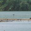 Summer waterbirds on Kuwait Bay