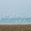 Summer waterbirds on Kuwait Bay