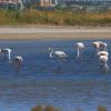  Larnaka Salt Lake