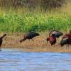 Glossy Ibises feeding in Schinias, Greece  (photo by aris Vidalis)