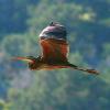 Purple Heron in Schinias National Park, Greece (photo by aris Vidalis)