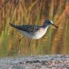 Wood Sandpiper in Schinias National Park, Greece (photo by aris Vidalis)