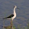 Black-winged Stilt  in Schinias National Park, Greece (photo by aris Vidalis)