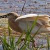 Squacco Heron in Schinias National Park, Greece (photo by aris Vidalis)