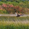 Ferruginous Duck Schinias National Park, Greece (photo by aris Vidalis)