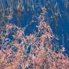 Tamarisk in flower at Schinias National Park, Greece (photo by aris Vidalis)