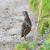 Corn Crake on Qaru Island