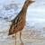 Corn Crake on Qaru Island