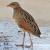 Corn Crake on Qaru Island