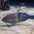 Gulf Parrot Fish (Scarus persicus) (Aris Vidalis, KTCP, June 2011)