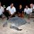 KTCP - Sea-turtles nesting on Kuwait Islands