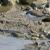 Little-ringed plover; perfect camouflage.